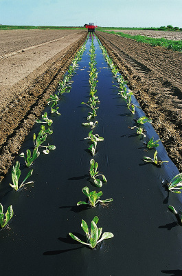 SVETLITSA ™ GROUND film 60 µm canvas 1.2 m 200 linear meters (240 m2) black (roll)