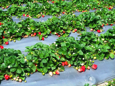 SVETLITSA ™ GROUND film 60 µm canvas 1.2 m 200 linear meters (240 m2) black (roll)