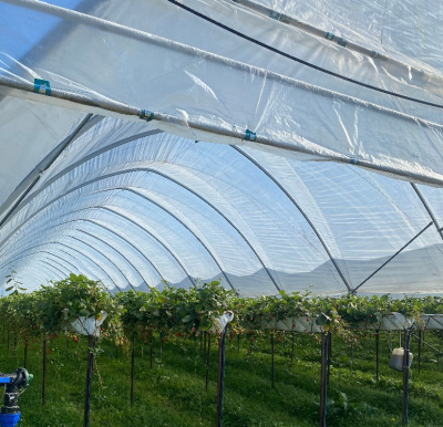 Пленка НЕВА™ Премиум ширина 8 метров (рулон)