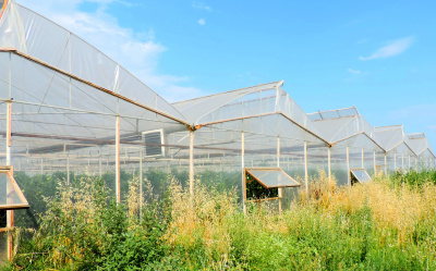 SVETLITSA ™ film width 3 meters (per cut)