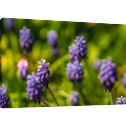 Tablou Lavanda