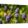 Tablou Lavanda