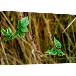 Tablou Natura