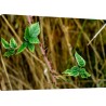 Tablou Natura