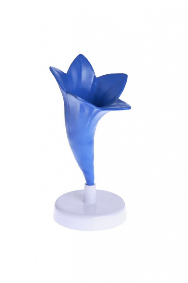 Модель цветка василька