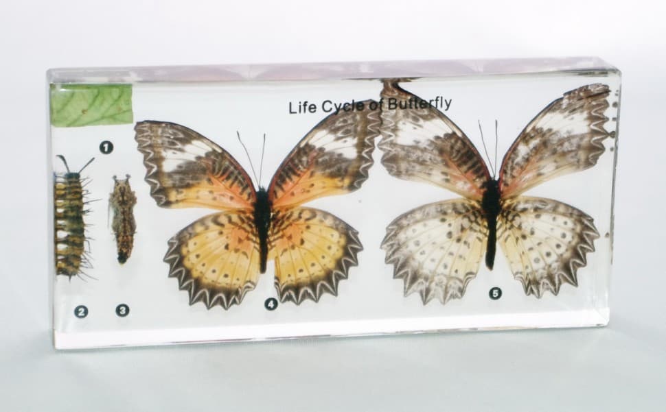 Развитие бабочки (в прозрачном пластике)