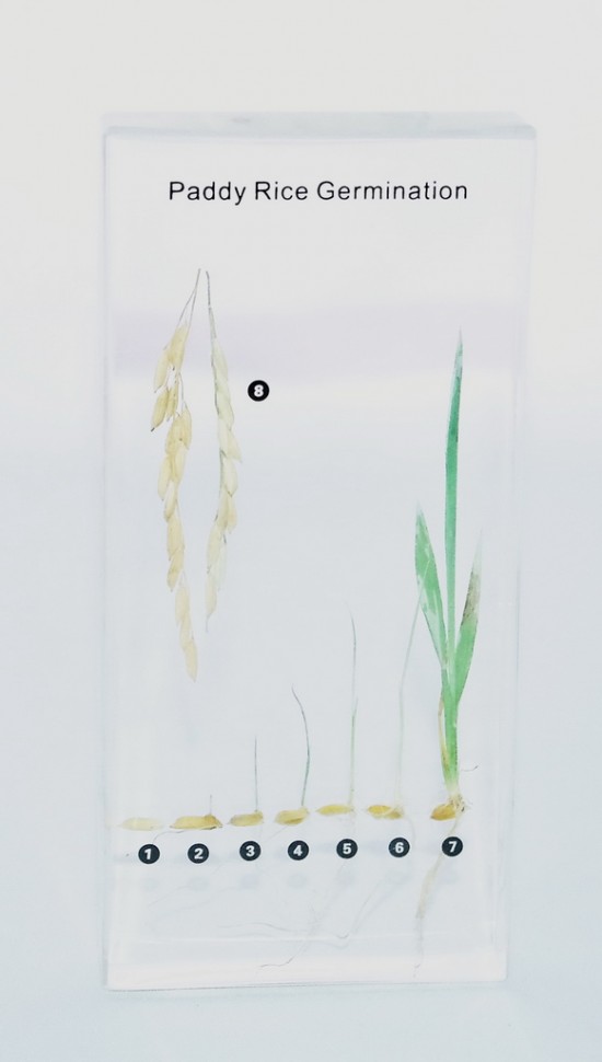 Развитие зерна риса (в прозр. пластике)