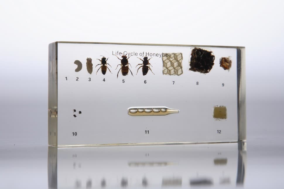 Развитие медоносной пчелы (в прозрачном пластике)