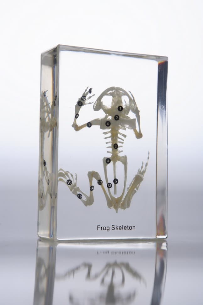 Скелет лягушки (в прозрачном пластике)