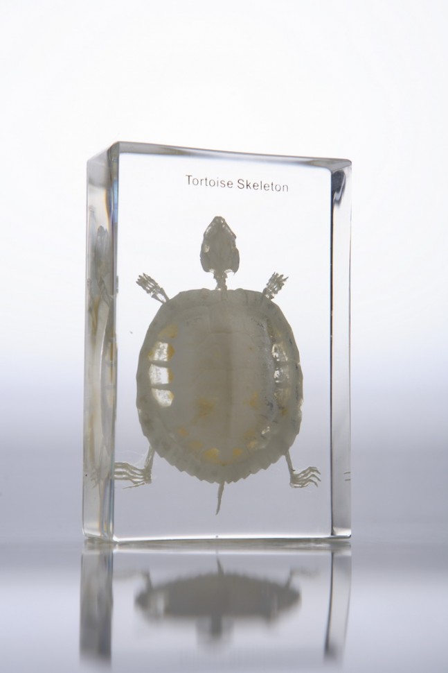Скелет черепахи (в прозрачном пластике)