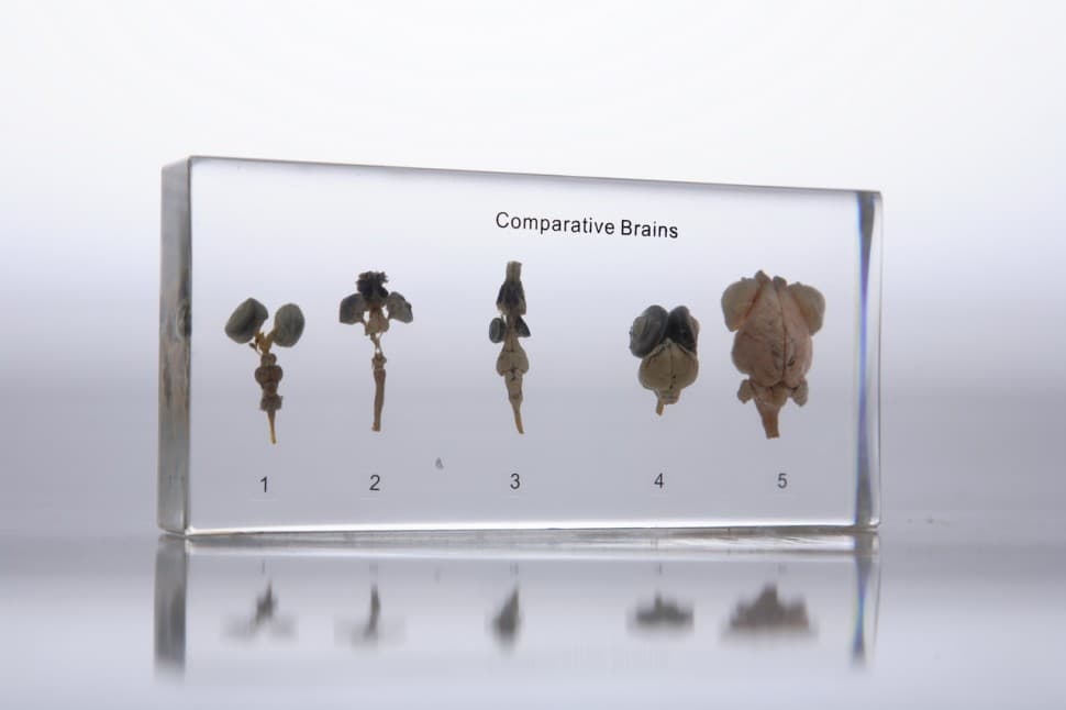 Сравнительное строение мозга позвоночных (в прозрачном пластике)