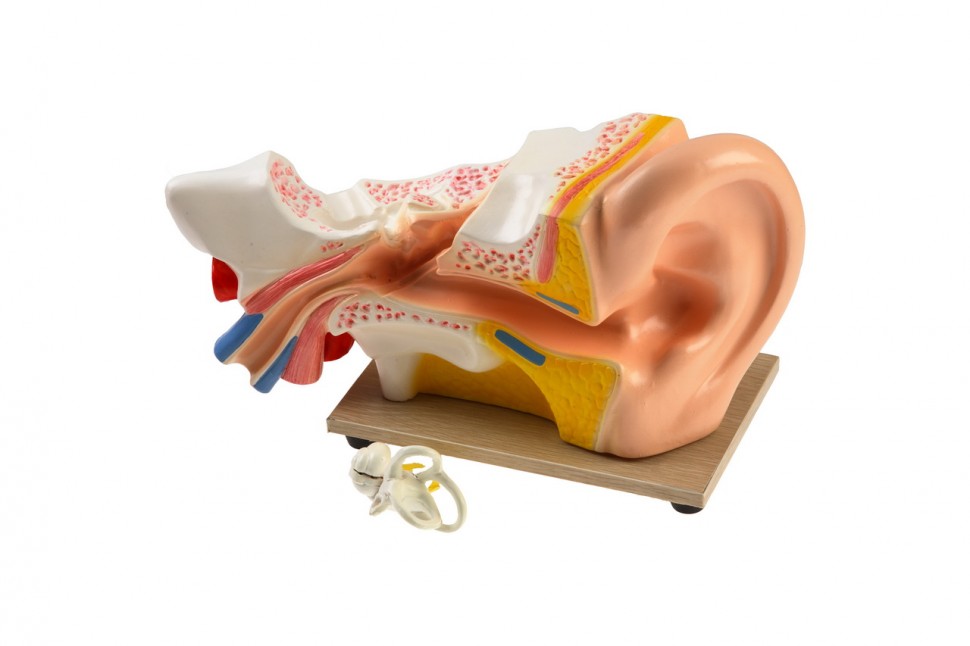 Модель уха