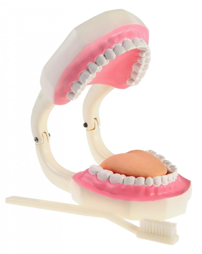 Модель "Гигиена зубов"
