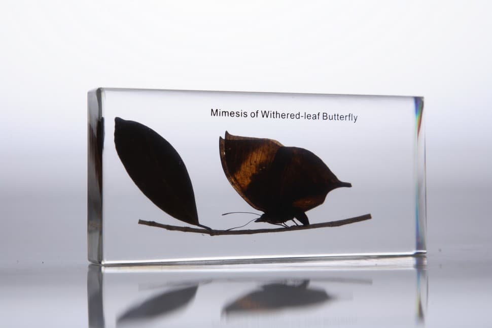 Мимикрия бабочки (в прозрачном пластике)